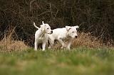 DOGUE ARGENTIN 141